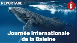 Journée Internationale de la Baleine Journée Internationale de la Baleine