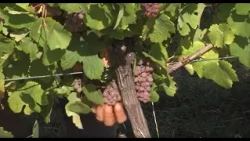 11.10.2026. POTICAJ - Berba grožđa - pred vinarima veliki tržišni izazovi