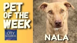 ?Питомец недели - Нала ?Питомец недели - Нала