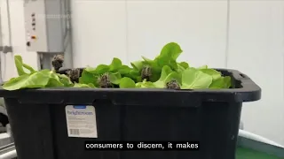Recalls impacting food sales
