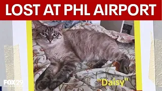 Emotional support cat lost at Philly airport
