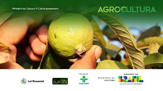 Agrocultura | Inovação, goiaba gigante e o super El Niño | 21/06/2026