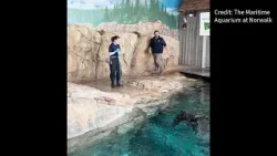 WATCH: Mikey the seal makes his Super Bowl prediction at The Maritime Aquarium at Norwalk