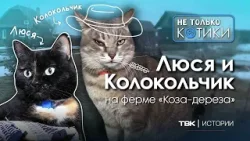 Обитатели фермы «Коза-дереза» Люся и Колокольчик / «Не только котики»