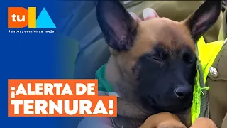 The most anticipated guests! Carabineros police dogs will march this Saturday the 19th in the Mil...