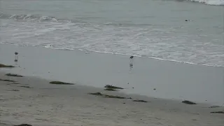 Coastal Clean up day in San Diego