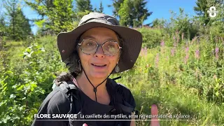 Picking Blueberries: Between Caution and Regulations