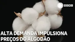 Alta demanda internacional impulsiona preços do algodão em pluma
