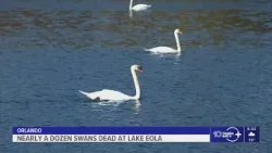 Nearly a dozen swans dead at Lake Eola in Orlando Nearly a dozen swans dead at Lake Eola in Orlando