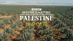 Occupied Nature: Palestine - Ep 6: Date