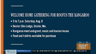 Community invited to welcome home gathering for ROOfus the kangaroo