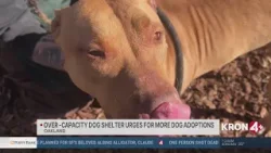 Over-capacity animal shelter urges for more dog adoptions