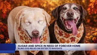 "They need to be together": Sweet, bonded senior lab sisters in desperate need of forever home