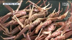 R]고유가에 어획고 '반 토막'..어촌 존폐 위기 / 안동MBC
