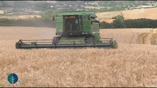 Toka - Sivjet hambarët plot, farat vendore të grurit me rendiment të lartë 22.07.2026