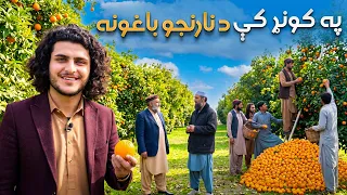 هی میدان طی میدان - د کونړ د نارنجو باغونو ننداره
