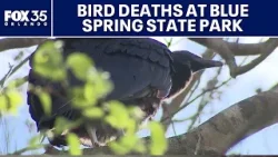 More than 100 vultures found dead at Blue Spring State Park More than 100 vultures found dead at Blue Spring State Park