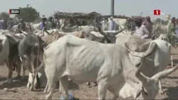 LUTTE CONTRE LE VOL DE BÉTAIL : Un nouveau tournant