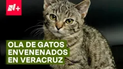 El misterio de la ola de gatos envenenados en Veracruz - N+ #Shorts