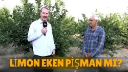 Limon Eken Pişman Mı?