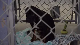 Residents come together to support the Luzerne SPCA after troubling dog hoarding case