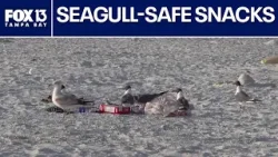 Защита закусок от чаек