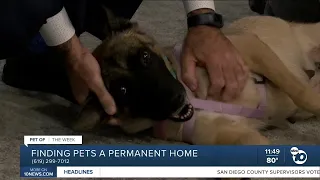 Pet of the Week: Maevis