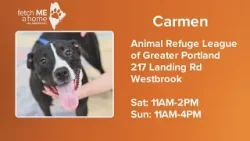 Fetch ME A Home: Carmen is a peppy two-year-old looking for a forever home