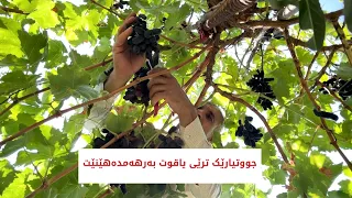 لە دەڤەری باڵەکایەتی جوتیارێک بۆ یەکەمین جارە جۆرە ترێیەکی بەرهەمهێناوە لەسەرپانتایی  چوار دۆنم زەوی