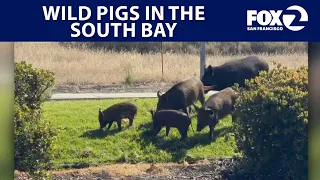 Wild pigs in the South Bay