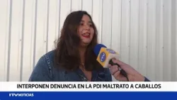 Presentan denuncia en PDI por presunto maltrato a caballos tras difusión de videos en redes sociales