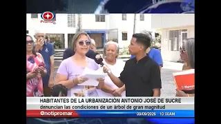 Residents of Antonio José de Sucre neighborhood report issues with a massive tree