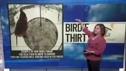 BIRDIE THIRTY: "Northern Cardinals forage for seed in the snow" - EWN at 5:30am on 2-7-2026