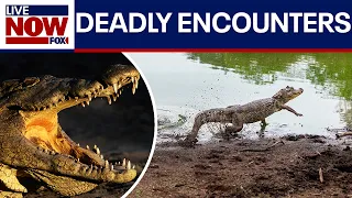 Deadly wildlife encounters spark safety warnings ahead of July 4th