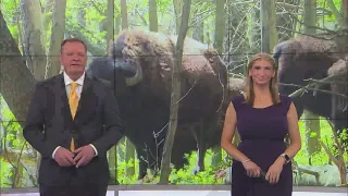 LC Nature Park second annual Bison Stomp