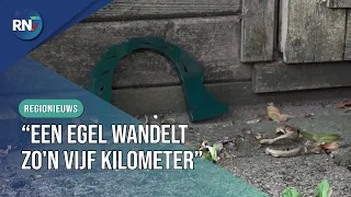 Beuningen searches for the street with the longest hedgehog route || RN7 REGIONAL NEWS