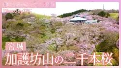 加護坊山の二千本桜  【JNN sakuraドローンDIG 2024】