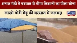 अनाज मंडी में बरसात से भीगा किसानों का पीला सोना, उठान न होने से भीग गई किसानों की फसल | India News