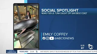 Massive tuna caught off the coast of San Diego