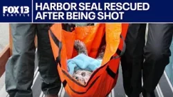 Harbor seal shot in the face in Hood Canal, WA | FOX 13 Seattle