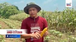 Ilang pananim sa Davao City, nasira dahil sa sunod-sunod na pag-ulan | GMA News