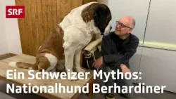 So ticken Bernhardiner | Outdoor-Reporter Marcel Hähni beim Schweizer Nationalhund in Martigny | SRF