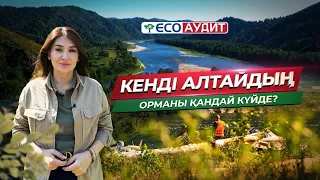 Шығыс Қазақстандағы орманды қалпына келтіру жұмыстары | ECO Аудит