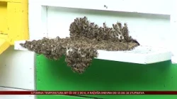 Pčelarska godina obećavala, no ljetne suše donijele neizvjesnost uoči zime
