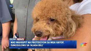 Mas mahigpit na proteksyon sa mga hayop, isinusulong sa ALAGA Bill