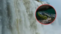Una impresionante anaconda avistada en el Salto Aguaray Guazú