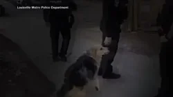 Hero dog helps find missing 3-year-old