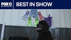 Wisconsin dog wins Westminster agility title | FOX6 News Milwaukee Wisconsin dog wins Westminster agility title | FOX6 News Milwaukee