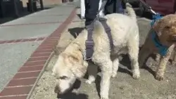 Uptick in off-leash dog attacks in Benicia Uptick in off-leash dog attacks in Benicia