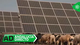 Andalucía Directo | 1,500 sheep prevent fires at a Malaga solar plant